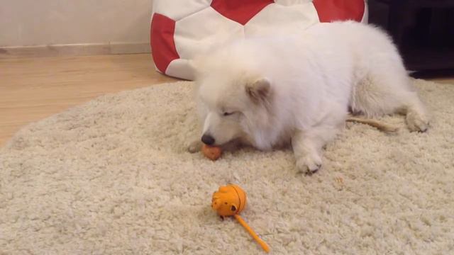 Самоед ест яйцо смотреть онлайн