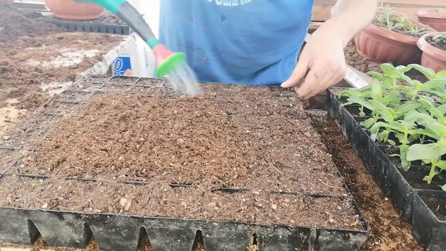 ЧЕРЕНКОВАНИЕ И РАЗМНОЖЕНИЕ ЦИНИИ! смотреть онлайн