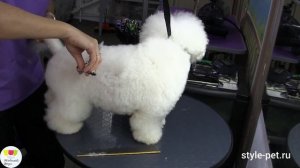 Стрижка БИШОН ФРИЗЕ, история породы