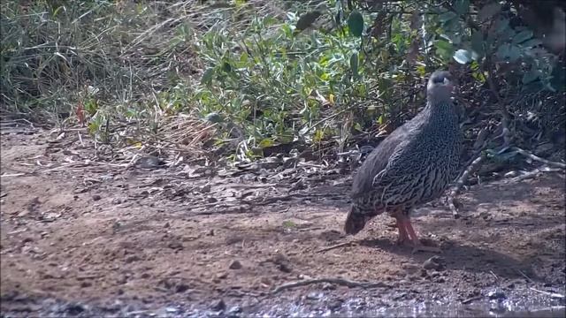 Africam - Cat Eye/Капский турач - Cape Francolin (Francolinus Capensis).
