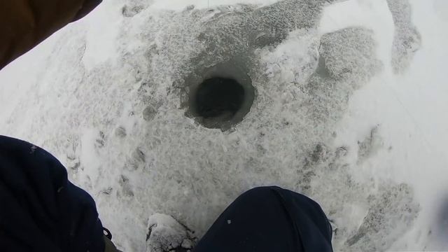 ГОЛОДНЫЕ РОТАНЫ - КАБАНЫ СОШЛИ С УМА И ЗАЖИГАЮТ!!! ЭТО СКАЗКА, А НЕ РЫБАЛКА! смотреть онлайн