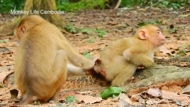 Monkey Rolex wants a best friend with Poor baby monkey Sok смотреть онлайн