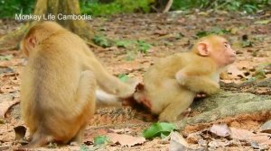 Monkey Rolex wants a best friend with Poor baby monkey Sok