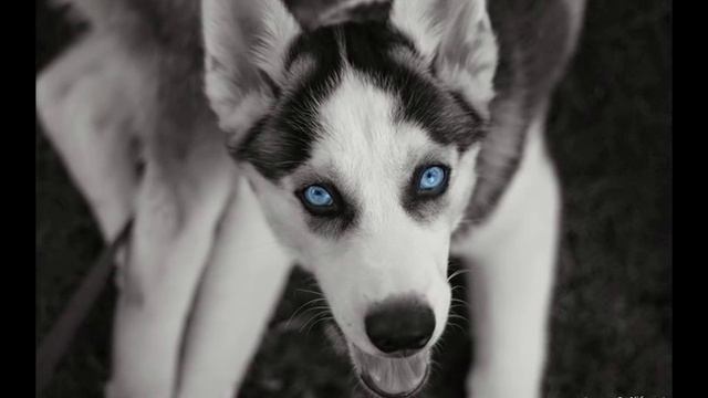 милые хаски смотреть онлайн