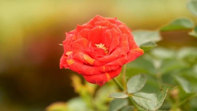 Dan Gibson’s Solitudes - The Black Rose | Emerald Forest: A Celtic Sanctuary смотреть онлайн