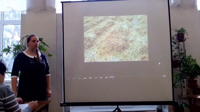 ? Посадка и выращивание картофеля под соломой. Как вырастить картофель под соломой или сеном? смотреть онлайн