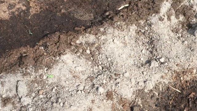 Что мы посадили в теплице в 2019 году смотреть онлайн