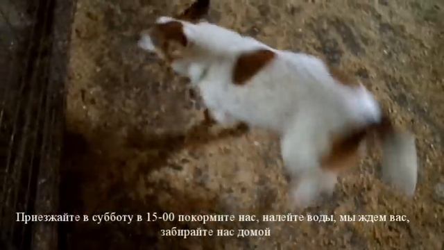 Приглашаем покормить бездомных собак и кошек в Старом Осколе смотреть онлайн