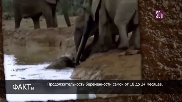 БЛАГОРОДНЫЕ СЛОНЫ | РУКА ПОМОЩИ смотреть онлайн