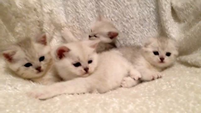 Затушеванные Шиншиллы смотреть онлайн