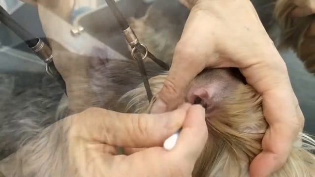 Йоркширский терьер. Гигиеническая стрижка смотреть онлайн