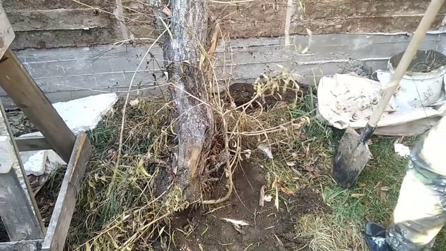 Осенние хлопоты. Ой, кто это? смотреть онлайн