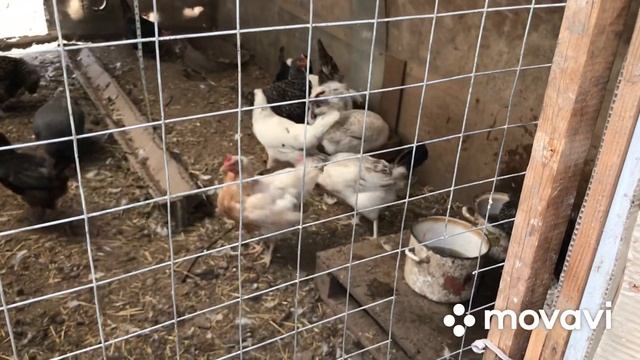 Борковская Барвистая порода кур нас разочаровала☹️? смотреть онлайн