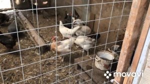 Борковская Барвистая порода кур нас разочаровала☹️?