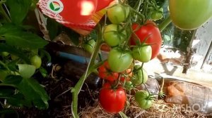 Томат сибирский грунтовый от сибирского сада ?на 5+