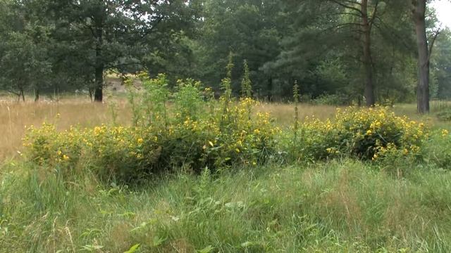 Some groups of lysimachia vulgaris in a landscape ? смотреть онлайн