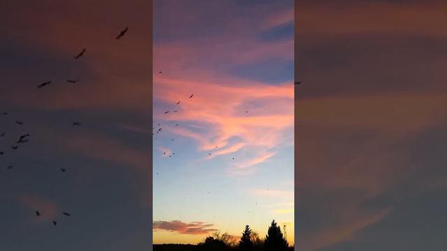 Грачи летят