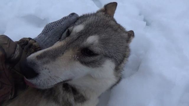 Лайки,вечер.06.02.2019