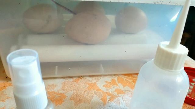 инкубатор.Яйца павлина смотреть онлайн