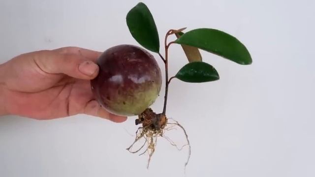 How to grow Star apple tree from Star apple fruit to produce large fruits смотреть онлайн