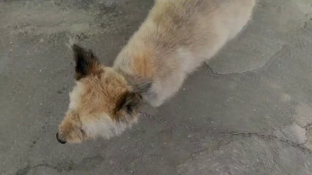 Собачья стрижка для лета. смотреть онлайн