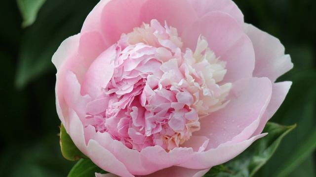 Пион Энджел Чикс / Peony Angel Cheeks. смотреть онлайн