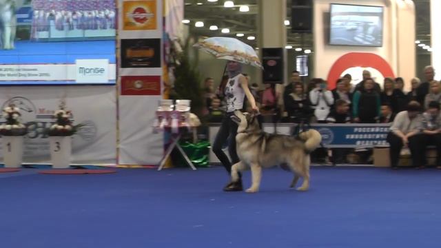 Танцы с собаками маламут