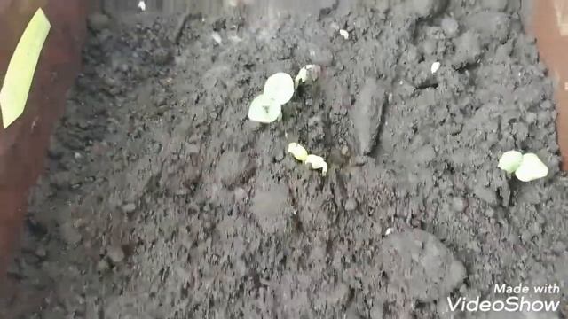 Дневник Серёжиных /Неизданное / Наша дача/Цветы из Китая смотреть онлайн