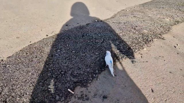 Астана / Вокзал Нурлы Жол / Спасли попугая смотреть онлайн