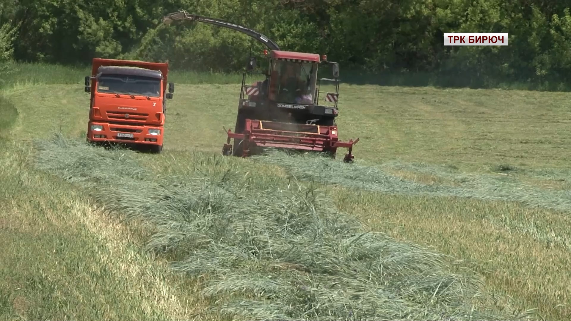 В Красногвардейском районе продолжается уборка озимых на сенаж смотреть онлайн