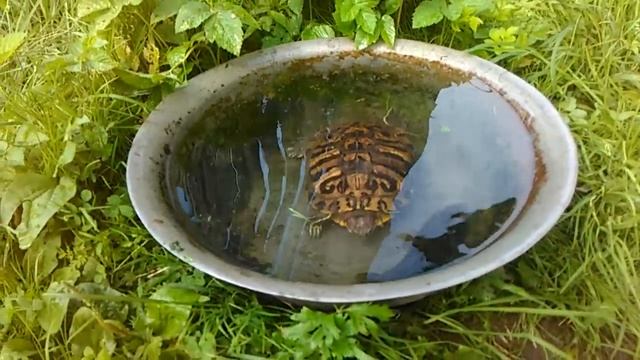 черепаха и ротан.turtle and rotan смотреть онлайн