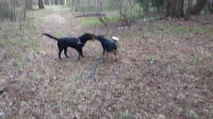 Собачьи игры