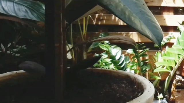 PLANTA Ficus Elástica dicas de cultivo e como encher o vaso смотреть онлайн