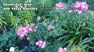 Розы-бабочки, с простым цветком. Достойные!