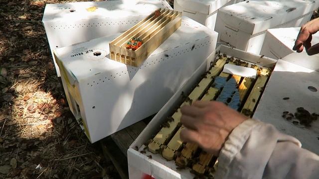 Заменитель пыльцы, отводки и матки смотреть онлайн