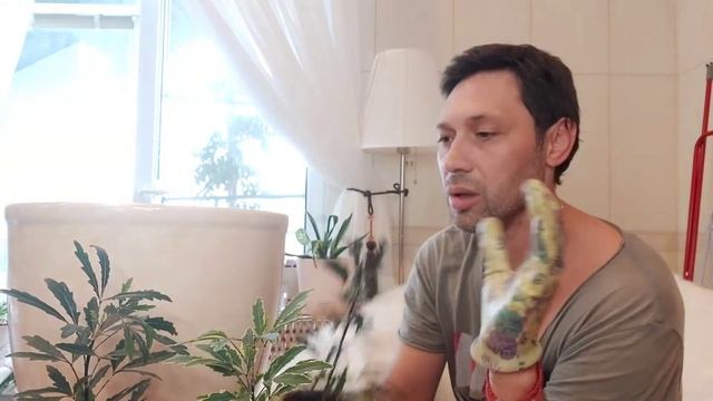 Дизиготека и Драцена в одном кашпо в грунте Seramis и   LechuzaPon