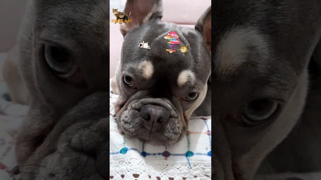 танцы бровей смотреть онлайн