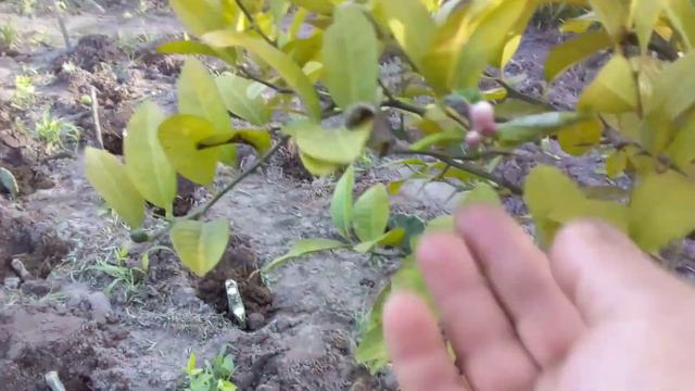 Como planta palma orelha de elefante?,e fazerdo a adubação com esterco na palma e outras plantação смотреть онлайн