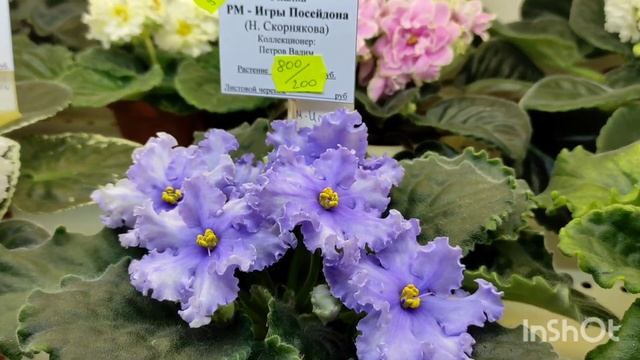 Покупки с выставки фиалок. Дом Фиалки. Обзор покупок. смотреть онлайн