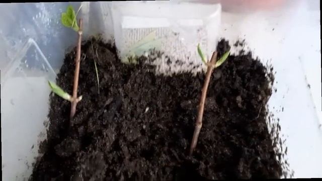 Черенковала розы в ноябре 100% результат.Декабрь- пересаживаем. смотреть онлайн