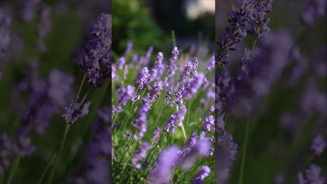 Лаванда #лаванда #цветы #подсолнухи #севастополь #новости #крым #море #животные #отпускнаморе #розы смотреть онлайн