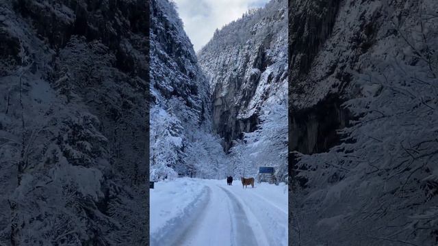 сегодня дорога в Рицу с утра #абхазия #2023 #озера #рица #природа #курорт #топ #курорт #снег смотреть онлайн