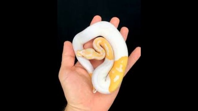 Man accidentally breeds python with 3 smiley face emojis, sells it for $6000 (₹4.3 L) | Really New смотреть онлайн