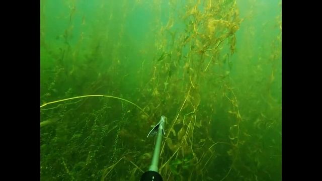 подводная охота на щуку в первый день осени