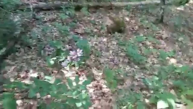 Ясенец:лечебное и опасное растение Кавказа! смотреть онлайн