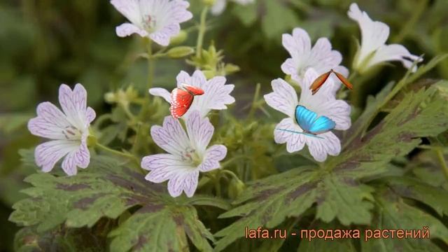 Герань оксфордская Катерина Адель (geranium) ? обзор: как сажать, саженцы герани Катерина Адель смотреть онлайн