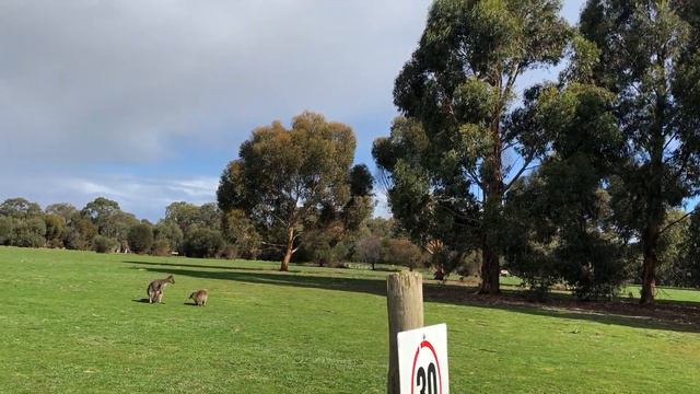 Австралия.Остров Кенгуру.Пока я снимал ролик мой автобус уехал.Сентябрь2018 смотреть онлайн