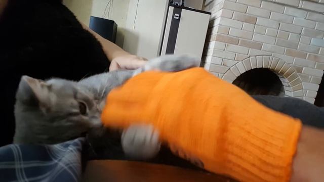 ЭТОТ КОТЕНОК КУСАЕТСЯ ТАК, ЧТО ХОЗЯИН ОБЩАЕТСЯ С НИМ В РУКАВИЦАХ. Приколы с котами - нежданчик смотреть онлайн