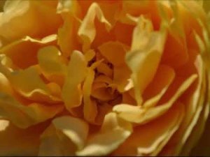 Bhajan  Vandu Tav Charana