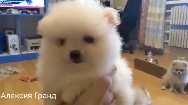 Белый щеночек Немецкого шпица смотреть онлайн